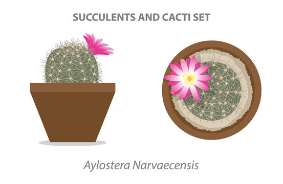 Aylostera Narvaecensis Succulent and Cacti Set Vector Illustration
