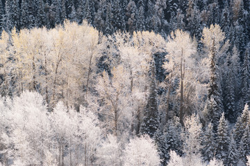 Valley Bottom Forest with Snow