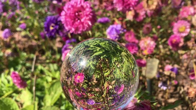 female hand holding magic crystall ball over beautiful nature landscape purple aster flowers field, autumn travel concept