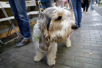 Dog havanese puppy portrait