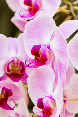 Naklejka na ściany i meble orquídea cor-de-rosa