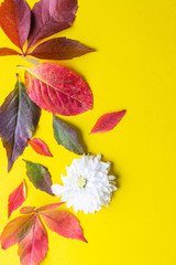Creative flat lay autumn composition with autumn leaves and flower. Yellow paper background. Copy space. Top view.