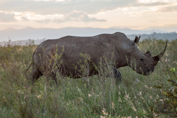 A rhinoceros in the savannah