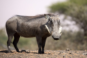 Fototapeta premium The Common Warthog (phacochoerus africanus) is a wild member of the pig family found in grassland, savanna, and woodland in sub-Saharan Africa. 