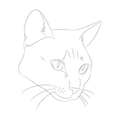 vector illustration cat portrait, lines, vector