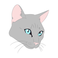 cat portrait, vector, white background