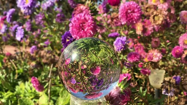 female hand holding magic crystall ball over beautiful nature landscape purple aster flowers field, autumn travel concept