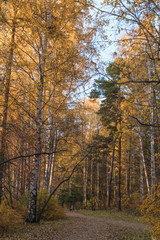 Autumn forest park near the city. Senior woman is resting on a bench.