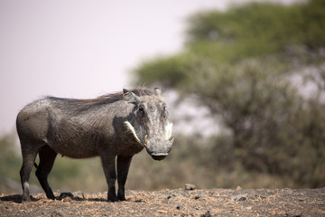 The Common Warthog (phacochoerus africanus) is a wild member of the pig family found in grassland, savanna, and woodland in sub-Saharan Africa.
