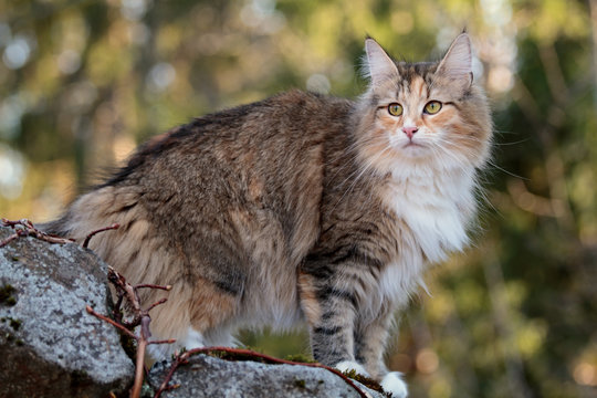 Beautiful Norwegian forest cat female sitting in the garden in early spring