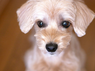 じっと座って見つめるかわいいアプリコットの小型犬【マルプー】