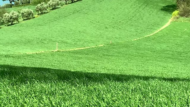 Campo di grano verde mosso dal vento