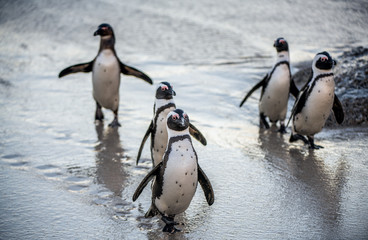 African penguins on the sandy beach. African penguin also known as the jackass penguin, black-footed penguin. Scientific name: Spheniscus demersus.  South Africa