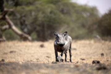 The Common Warthog (phacochoerus africanus) is a wild member of the pig family found in grassland, savanna, and woodland in sub-Saharan Africa.	