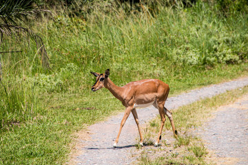 Young Antelope Crossing Pathway in Game Reserve
