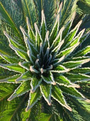 lush palm with green branches, close view  