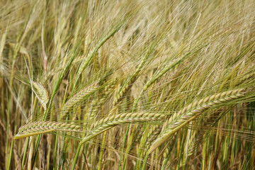 Background from wheat