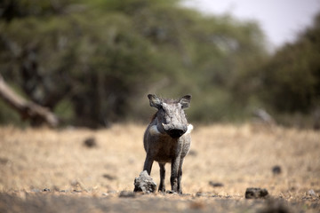 The Common Warthog (phacochoerus africanus) is a wild member of the pig family found in grassland, savanna, and woodland in sub-Saharan Africa.	