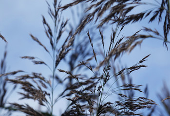 Background from grass