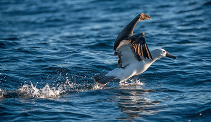 Atlantic yellow-nosed albatross takes off, running on the water. Scientific name: Thalassarche chlororhynchos. Cape Point. South Africa.