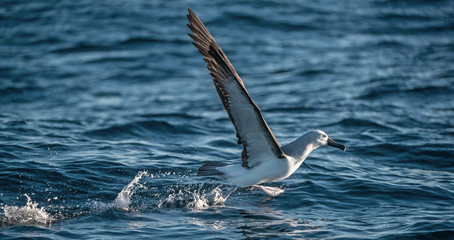 Atlantic yellow-nosed albatross takes off, running on the water. Scientific name: Thalassarche chlororhynchos. Cape Point. South Africa.