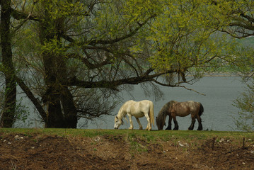 Fototapeta na wymiar Two horses grazing on Lake Matese, Campania, Italy