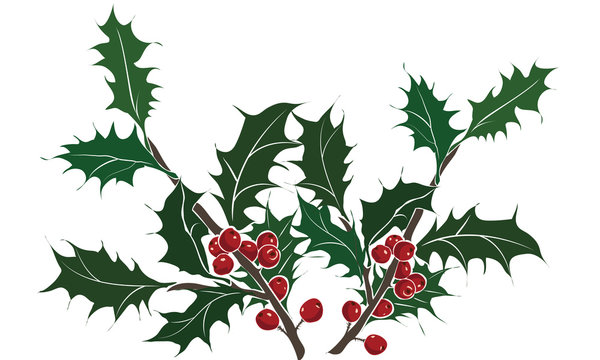 Holly olive for Christmas decoration