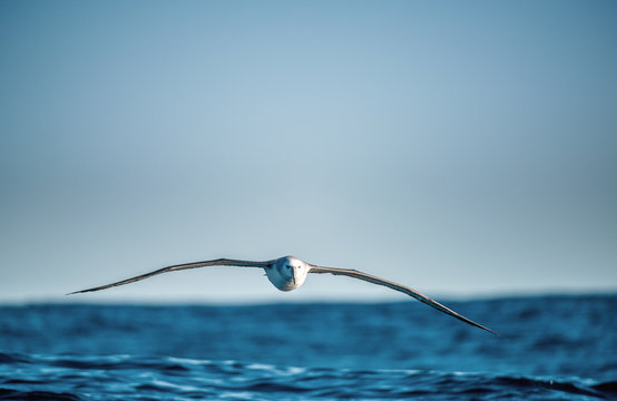 Albatross in flight, front view.  Shy albatross or shy mollymawk, scientific name : Thalassarche cauta.