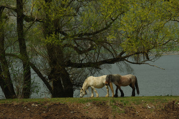 Two horses grazing on Lake Matese, Campania, Italy