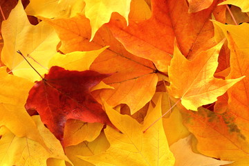 Naklejka na ściany i meble Carpet of leaves in autumn colors.