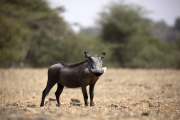 The common warthog is a wild member of the pig family found in grassland, savanna, and woodland in sub-Saharan Africa.