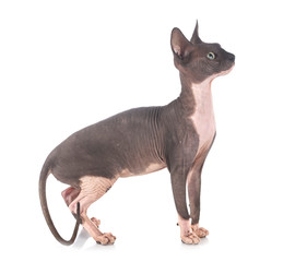 naked sphinx in studio