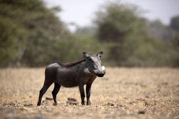 The Common Warthog (phacochoerus africanus) is a wild member of the pig family found in grassland, savanna, and woodland in sub-Saharan Africa.	