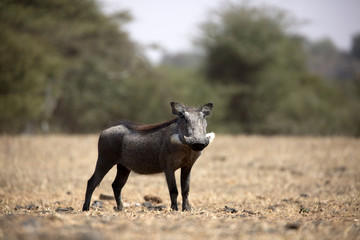 Naklejka na ściany i meble The common warthog is a wild member of the pig family found in grassland, savanna, and woodland in sub-Saharan Africa.