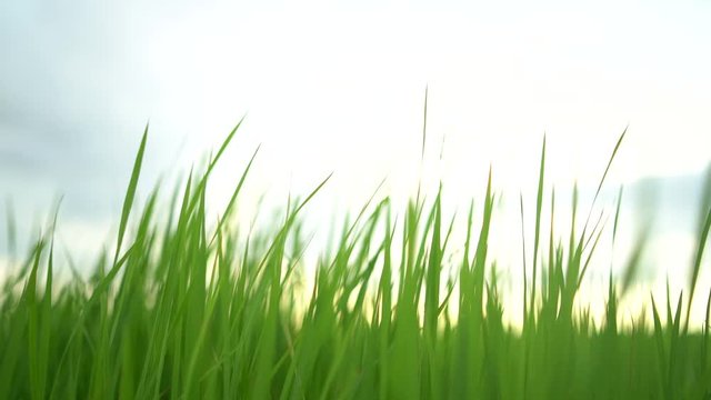 green grass waving with horizon