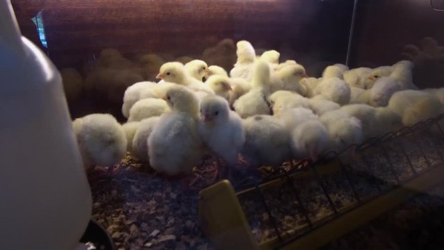 Young yellow baby chicks on a poultry farm.