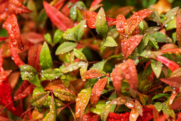 Fototapeta premium Fine water droplets on green & red autumn leaves.