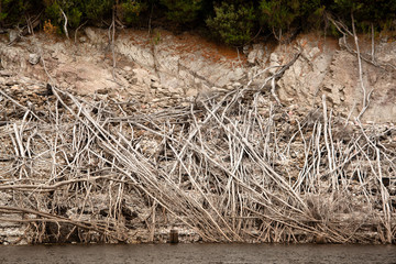 Dead trees on the banks of Lake Burbury