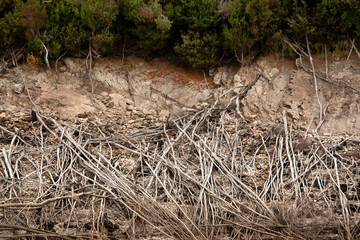 Dead trees on the banks of Lake Burbury