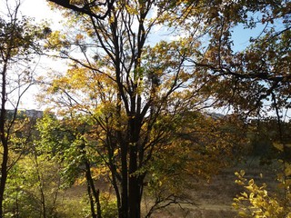 Tree.nature.forest.landscape.autumn.