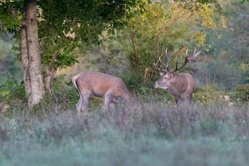 Naklejka na ściany i meble Male and female of Red deer in rutting season (Cervus elaphus)