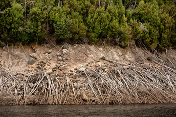 Dead trees on the banks of Lake Burbury