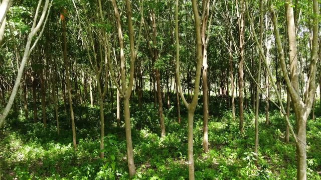 Plantation for the extraction of natural latex from rubber trees. Drone view.