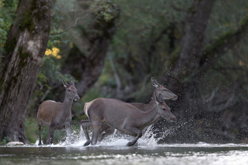 Crossing the river, deer in the forest (Cervus elaphus)