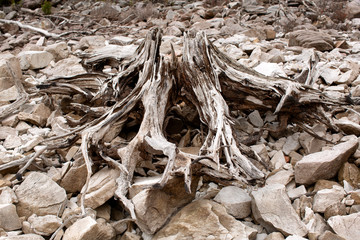 Dead trees on the banks of Lake Burbury