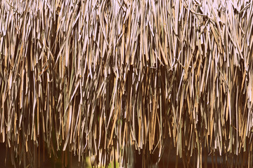 Palm roof  texture close up. Tropical background
