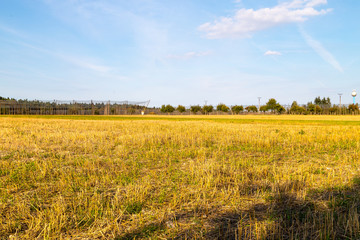 Fototapeta premium Yellow field with harvested ears in the autumn day