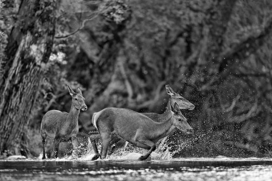Crossing the river, black and white photography (Red deer)