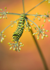 The king's garden (Swallowtail caterpillar, Papilio machaon)