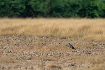 Montagu harrier or Circus pygargus male sitting on ground in background and foreground meadows of green grass field in winter migration time at tal chhapar blackbuck sanctuary, churu, rajasthan, India